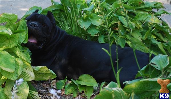 Cane Corso Puppies in OH