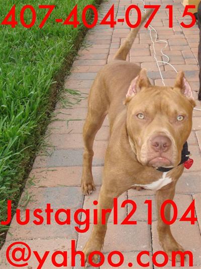 Stud Dogs in FL