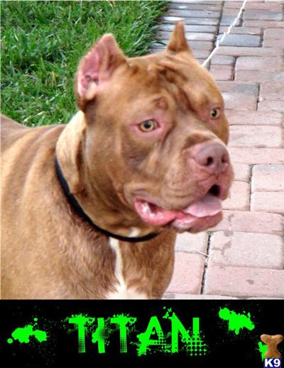 Stud Dogs in FL