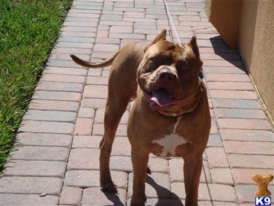 Stud Dogs in FL