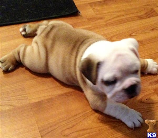 bulldog puppies az document moved bulldog puppies az document moved