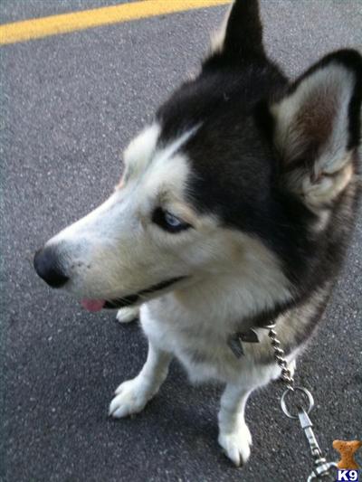 Stud Dogs - Siberian Husky