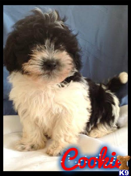 havanese puppies pennsylvania document moved havanese puppies pennsylvania document moved
