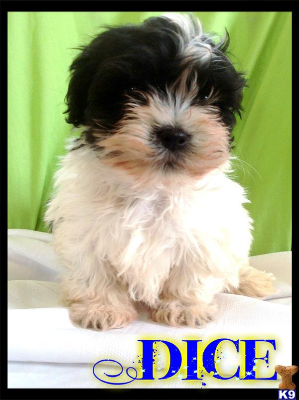 havanese pennsylvania document moved havanese pennsylvania document moved