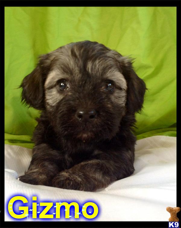 havanese puppies in pa document moved havanese puppies in pa document moved