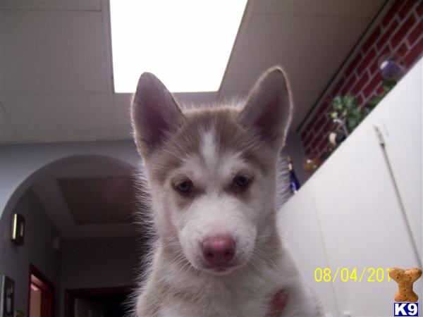 Puppies in St. louis