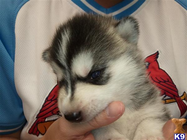 Puppies in St. louis