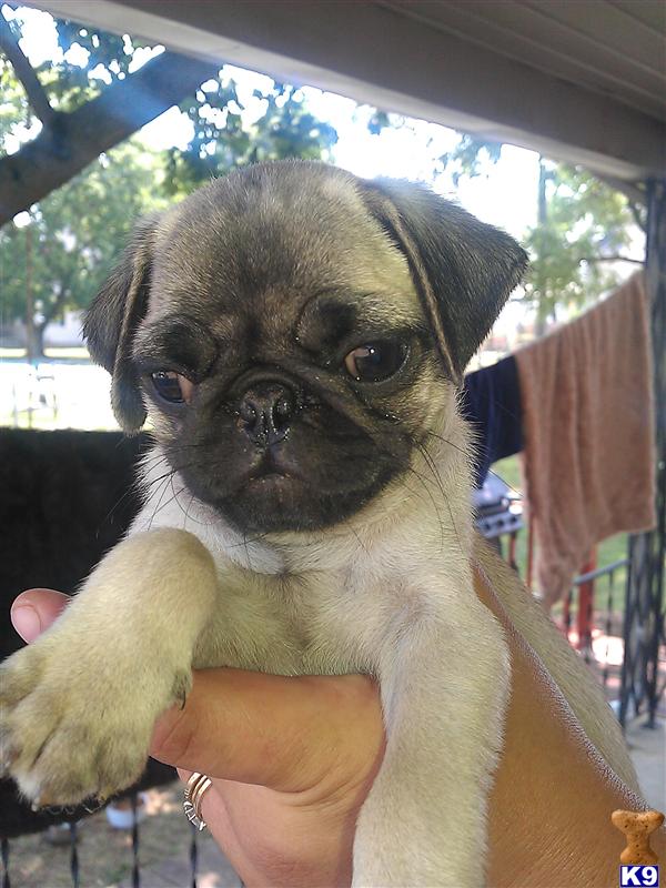 Pug Puppies