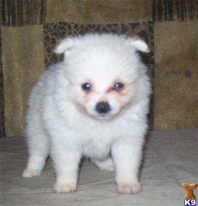Puppies in GA