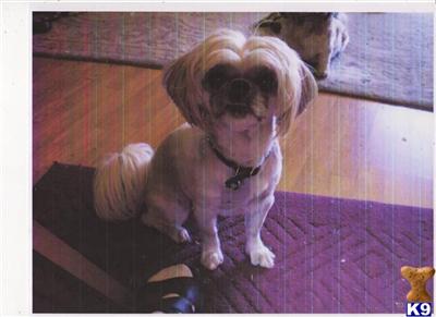 Stud Dogs - Shih Tzu