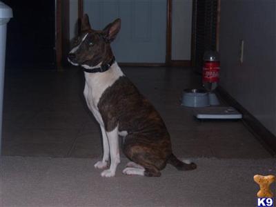 Dogs - Basenji