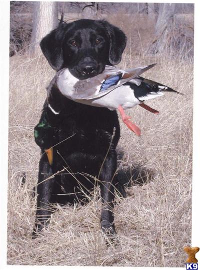 Labrador Retriever Puppies in TX
