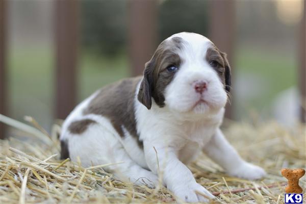 springer spaniel puppies ohio springer spaniel puppies for sale in ohio image search results springer spaniel puppies ohio springer spaniel puppies for sale in ohio image search results