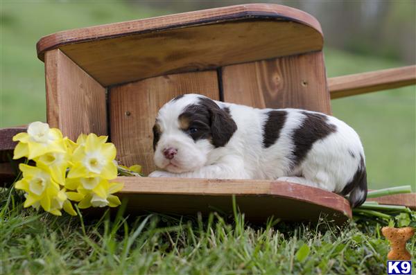 springer spaniel puppies nc springer spaniel puppy for sale tigger akc liver tri color springer springer spaniel puppies nc springer spaniel puppy for sale tigger akc liver tri color springer