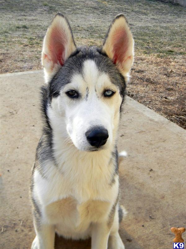 Stud Dogs - Siberian Husky