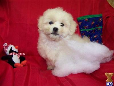Bichon Frise Puppies for Sale