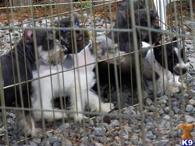 Miniature Schnauzer Puppies for Sale