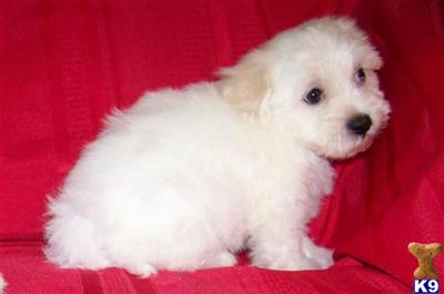 Coton De Tulear Puppies for Sale