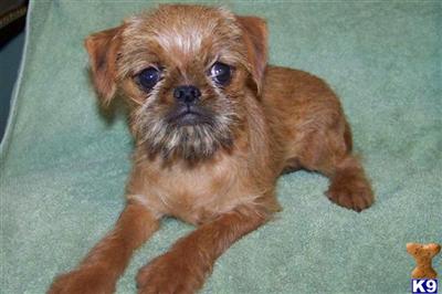 Brussels Griffon Puppies for Sale