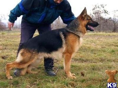 German Shepherd Puppies for Sale