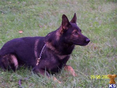 Stud Dogs - German Shepherd