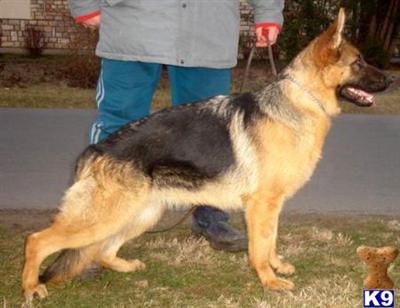 Dogs for Sale in KY