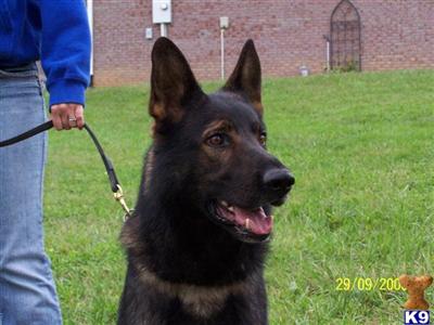 Stud Dogs - German Shepherd