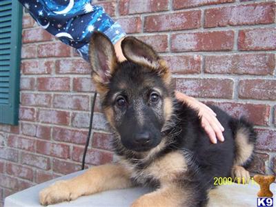 Puppies in KY