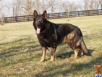 Stud Dogs - German Shepherd