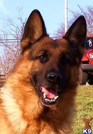 Stud Dogs in KY