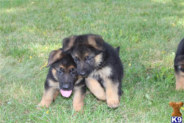german shepherd puppies ky document moved german shepherd puppies ky document moved