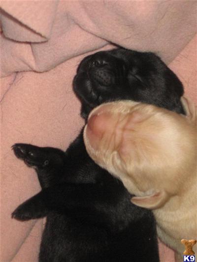 Labrador Retriever Puppies in FL
