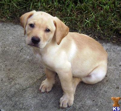 Labrador Retriever Puppies in FL