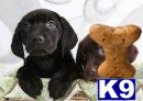 Labrador Retriever Puppies in FL