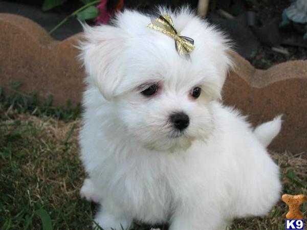 Puppies in Fremont