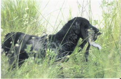 Stud Dogs in CO
