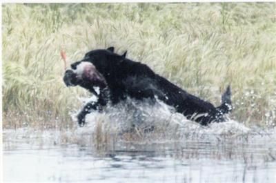 Stud Dogs in CO