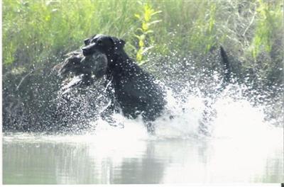 Stud Dogs in CO