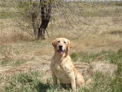 Stud Dogs in CO
