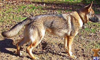 German Shepherd Puppies in TX