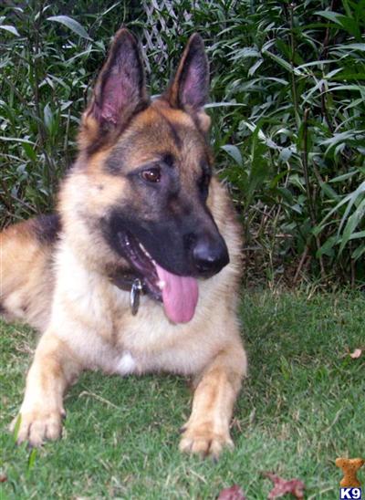 German Shepherd Puppies in TX