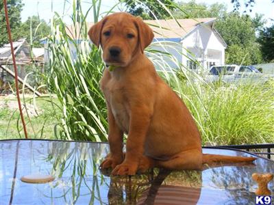Puppies in TX