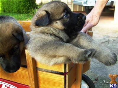 German Shepherd Puppies in TX
