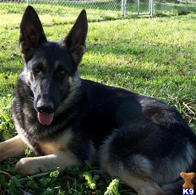 German Shepherd Puppies in TX