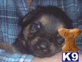 German Shepherd Puppies in TX