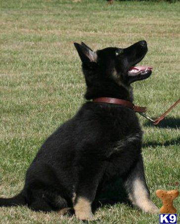German Shepherd Puppies in TX