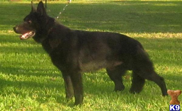 Stud Dog