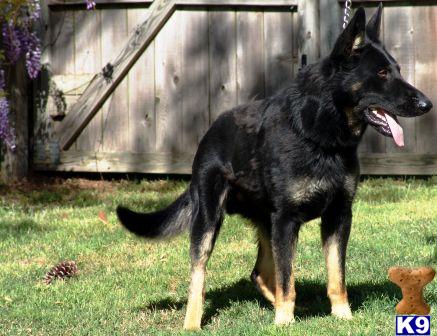 Stud Dogs - German Shepherd