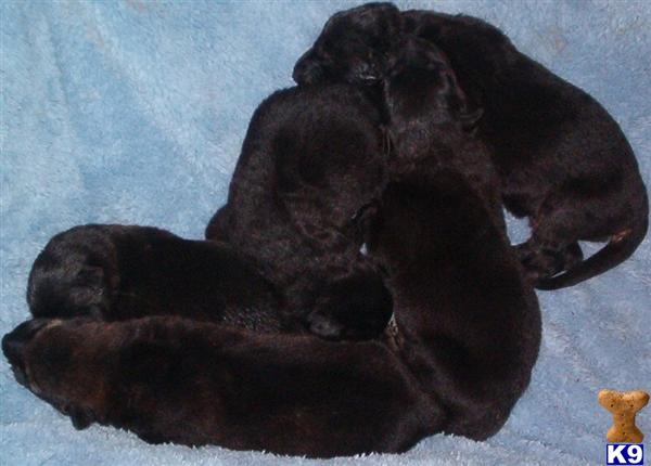 German Shepherd Puppies in TX