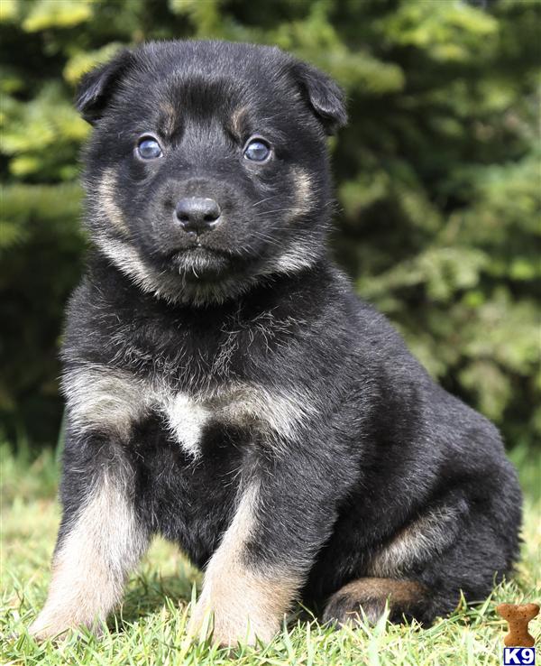German Shepherd Puppies in TX